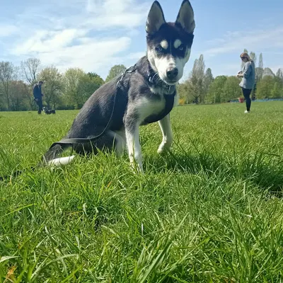 Głosem Psa - szkolenie psów, psie przedszkole, behawiorysta warszawa